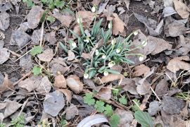 První poslové jara - sněženky na loukách