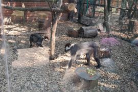 Výlet do ZOO Hodonín - MŠ